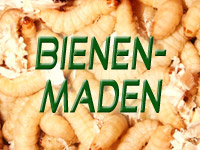 Bienenmaden