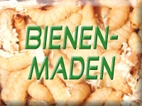 Bienenmaden