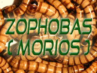 Zophobas