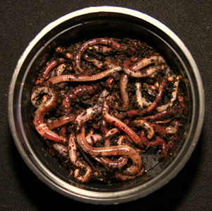 Rotwurm Mix