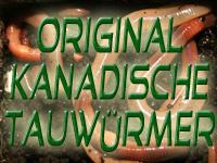Original Kanadische Tauw&uuml;rmer