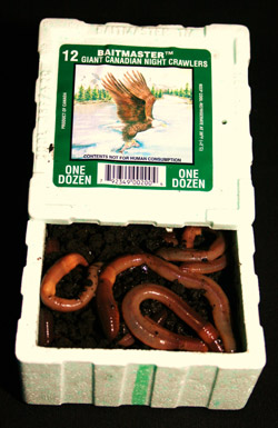 Original Kanadische Tauw&uuml;rmer